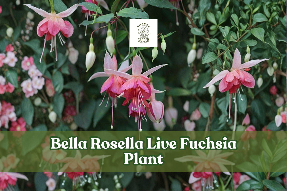Bella Rosella Fuchsia Live Plant – Hanging Basket, Container, Shade Garden, Hummingbird Flower, Perennial, Fuchsia Scientific Name