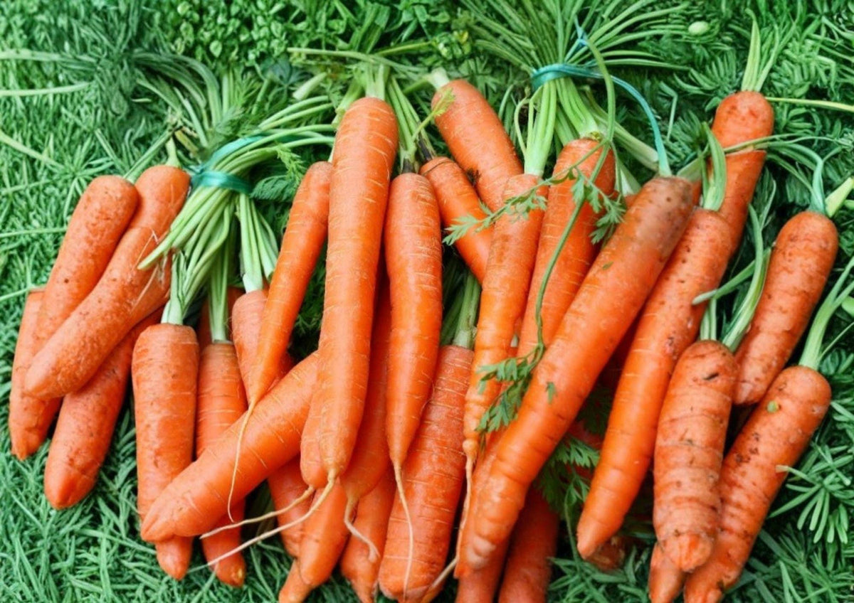 Tendersweet Carrot Seeds - Heirloom Vegetable Seeds for Garden Planting, Long Orange Roots, Sweet Flavor, High Yield, Crisp Texture