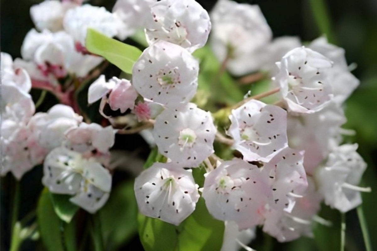 Mountain Laurel Seeds 100 Kalmia latifolia Native Evergreen Shrub for Woodland Gardens & Pollinator Habitats