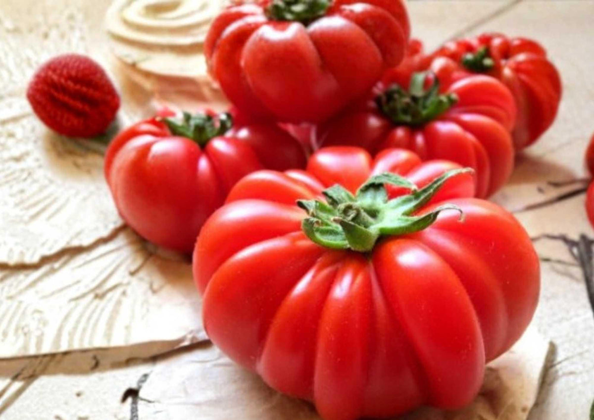 Heirloom Tomato Seeds – Hillbilly Bicolor Beefsteak Variety for Garden, Large Yellow Red Fruits, Sweet Mild Flavor