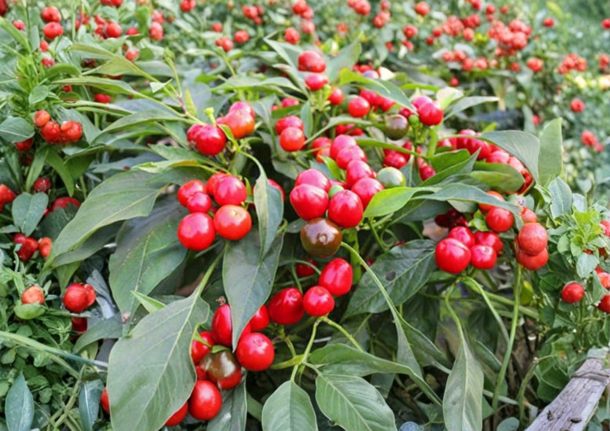 Red Cherry Hot Pepper Seeds – Heirloom Organic Non-GMO Pimenta Cherry Peppers for Garden Planting, Spicy Round Fruits