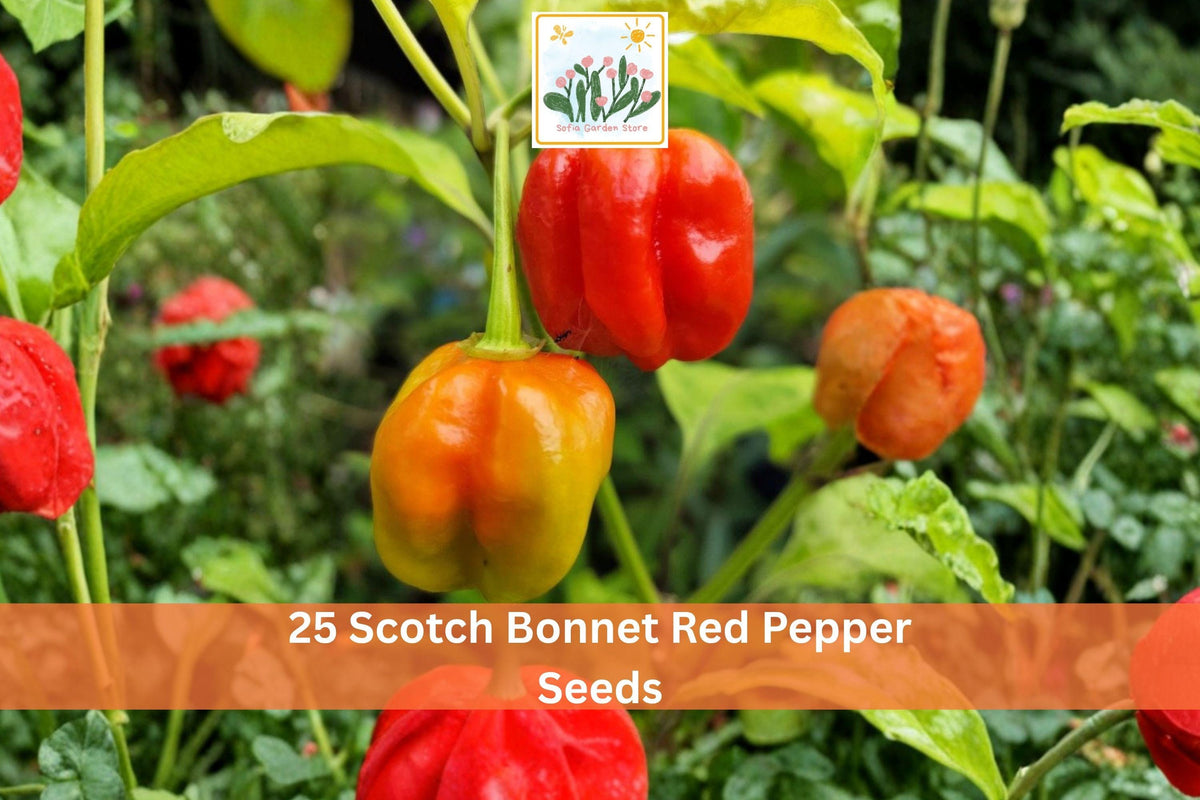 25 Scotch Bonnet Red Pepper Seeds | Hot Chili Vegetable Seeds for Garden, Container, Outdoor Planting | Capsicum chinense
