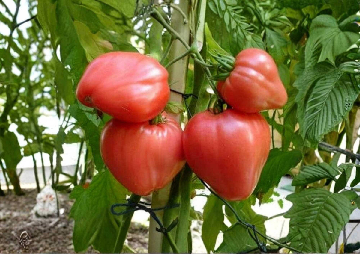 30+ Anna Russian Tomato Seeds – Heirloom Non-GMO Pink Heart-Shaped Fruit, Sweet Rich Flavor, Garden Planting, Vegetable Seeds