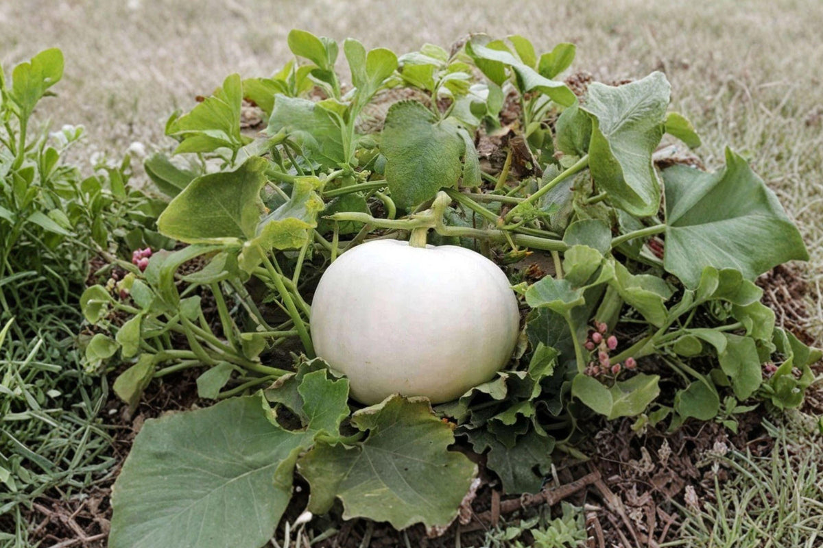 Polar Bear Heirloom White Pumpkin Seeds – Large Decorative Fall Harvest, Non-GMO, Vining, Bright White Pumpkins, 10 Seeds