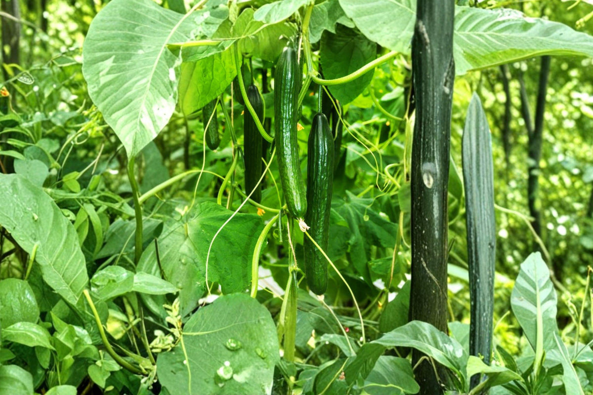 Japanese Long Cucumber Seeds – Heirloom Non-GMO Burpless Slicing Variety, Long, Crisp, Dark Green Fruits, 25+ Seeds