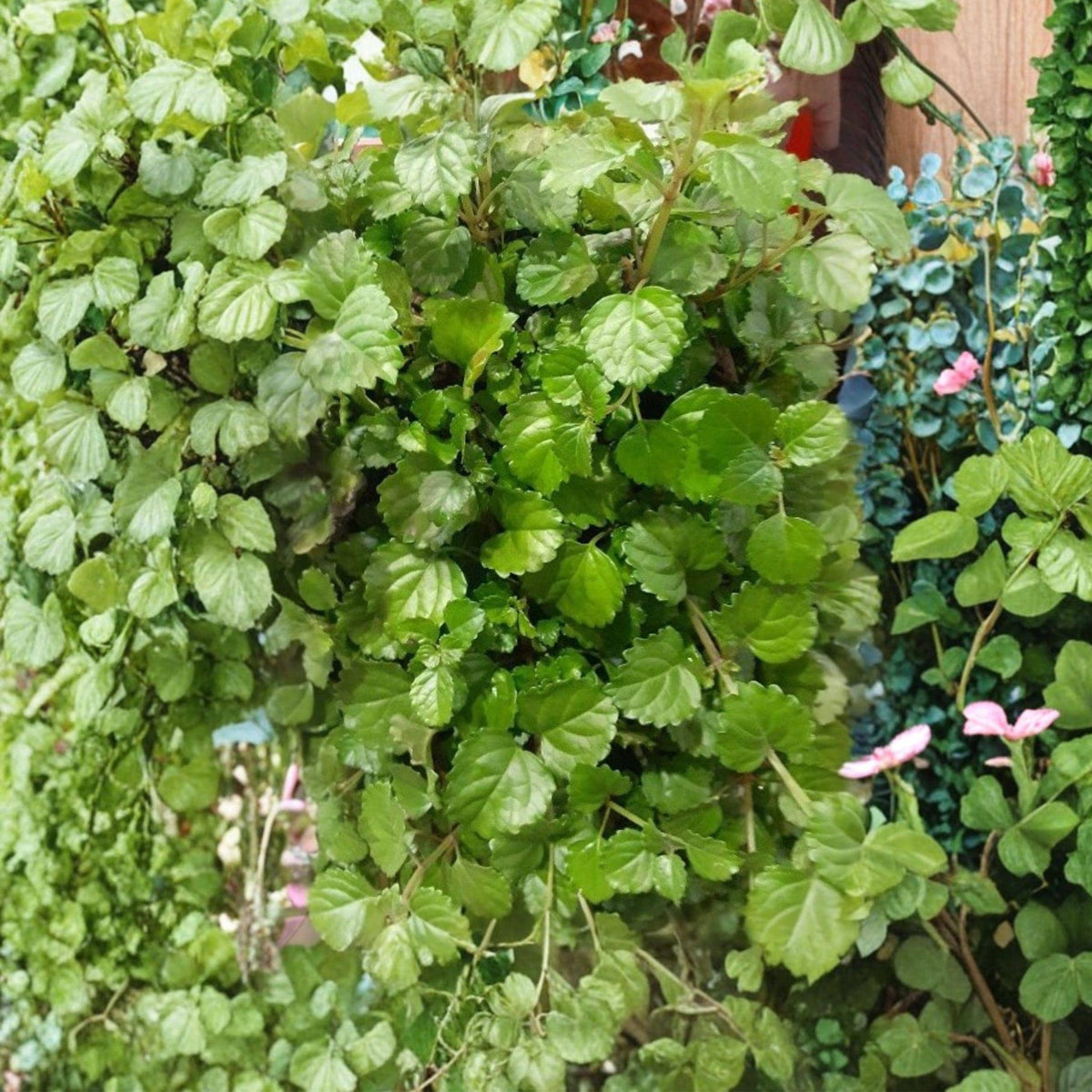 Plectranthus verticillatus Swedish Ivy Cuttings – 5 Unrooted Trailing Stems for Hanging Baskets, Indoor & Shaded Outdoor Plant