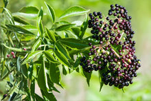 American Elderberry Seeds (Sambucus canadensis) – Native Shrub for Edible Gardens & Wildlife Habitat