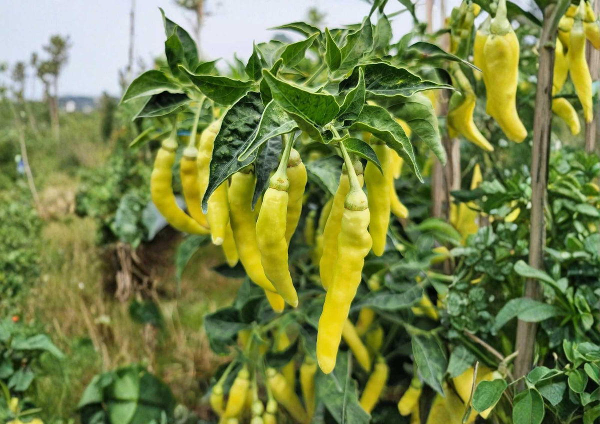 Golden Cayenne Pepper Seeds – Heirloom Non-GMO Hot Chili Seeds for Garden, Yellow Cayenne, 30,000–50,000 Scoville