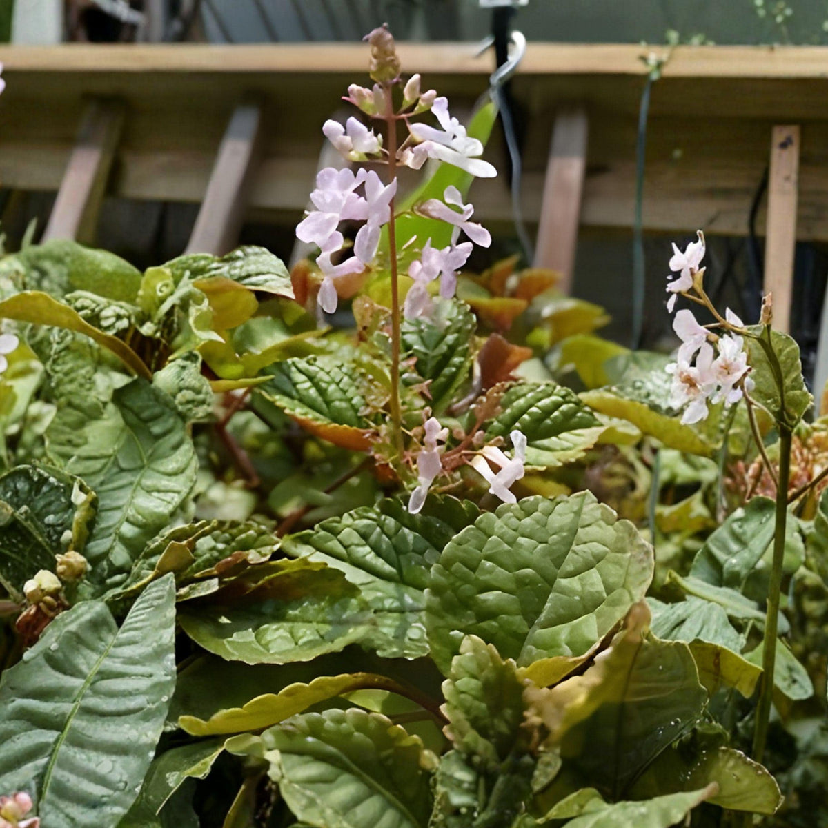 Purple Swedish Ivy Cuttings - Unrooted Trailing Houseplant Stems, Plectranthus verticillatus, 10-15 cm