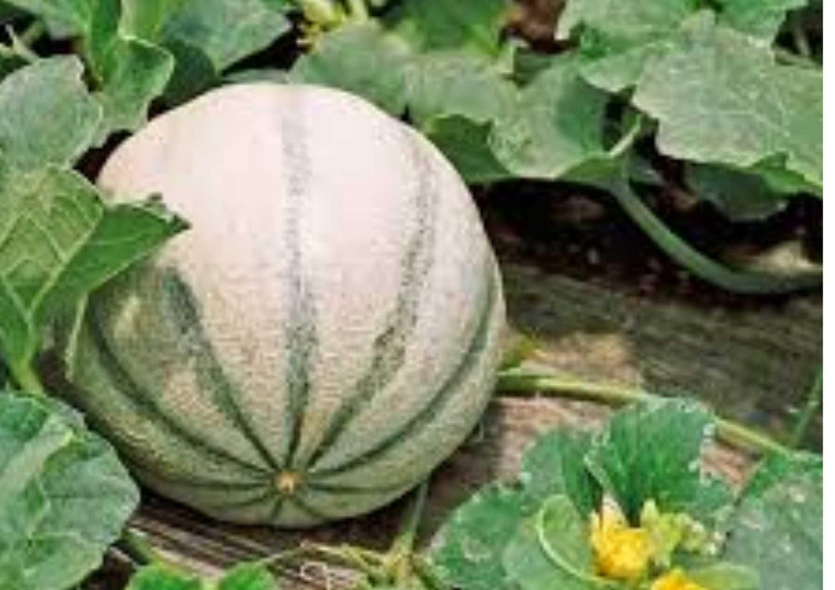 Charentais Melon Seeds - Heirloom Organic French Cantaloupe Seeds for Garden Planting, Aromatic Orange Flesh, Gourmet Fruit