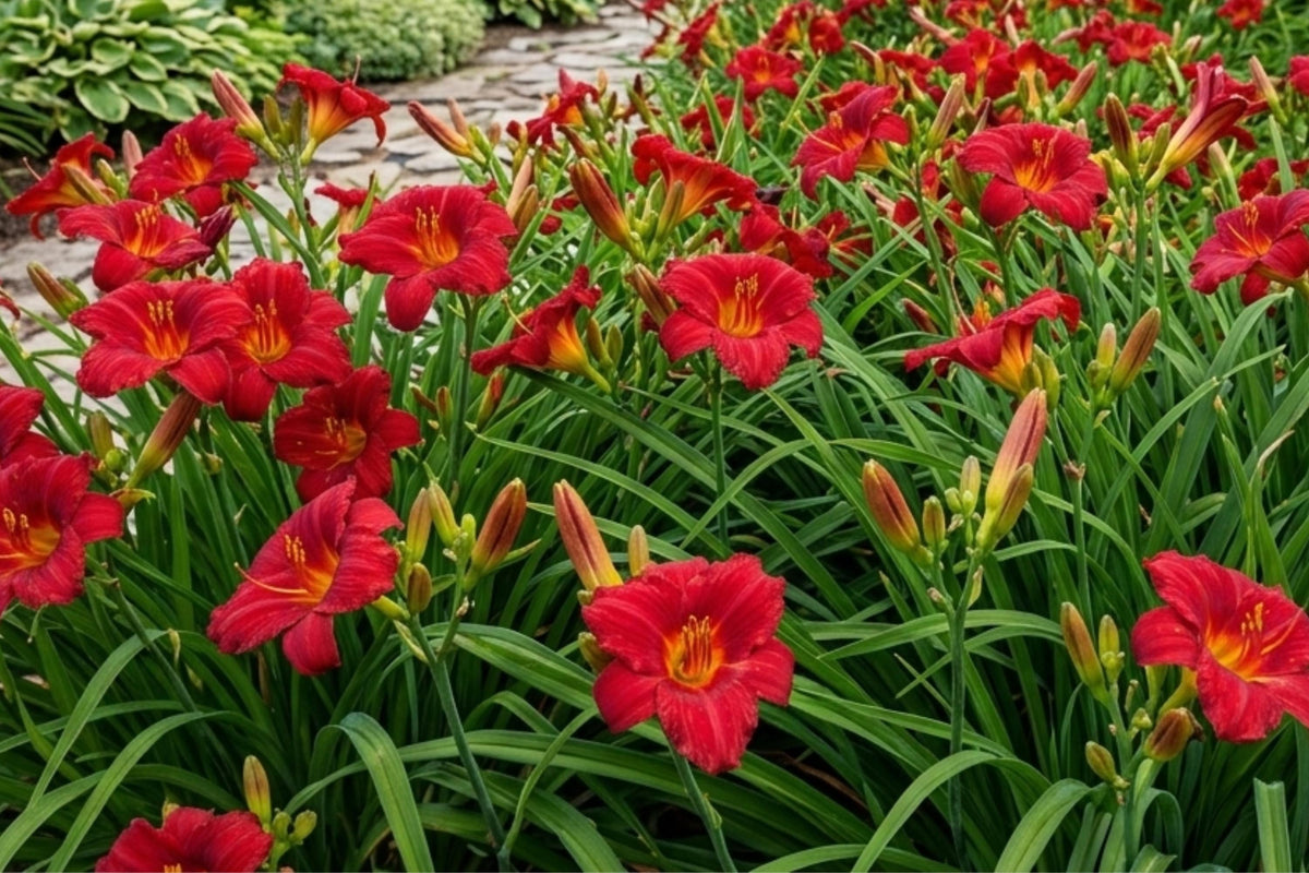 Dinner Plate Dahlia Bulb Tuber Clump - Mystery Day Variety, Dahlia pinnata, Large Showy Blooms, Summer Flowering, Garden & Cut Flower