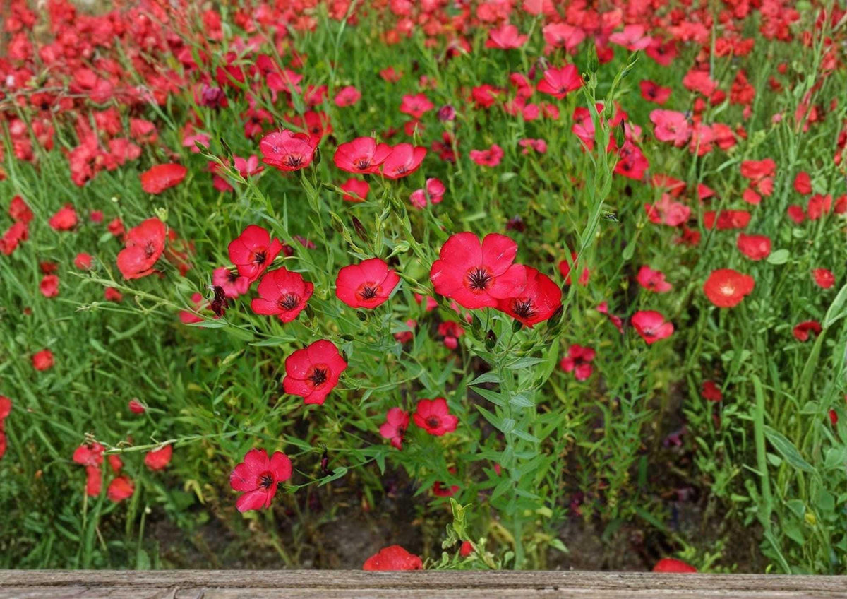 Scarlet Flax Seeds, Bright Red Wildflower, Ornamental Pollinator-Friendly, Linum grandiflorum, 200+ Seeds for Garden Planting