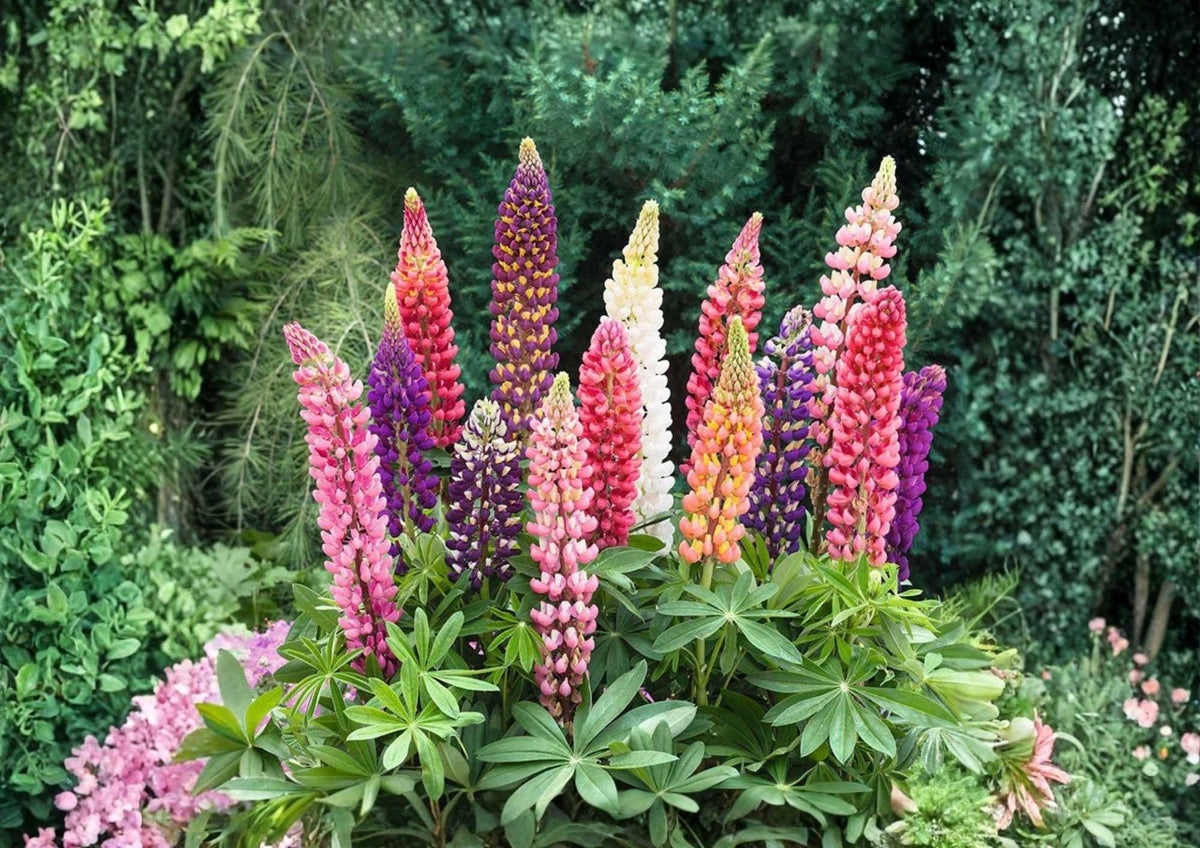 Russell Lupine Seeds Mixed Colors – Perennial Flower Seeds for Vertical Garden, Pollinator Attracting, 50+ Seeds