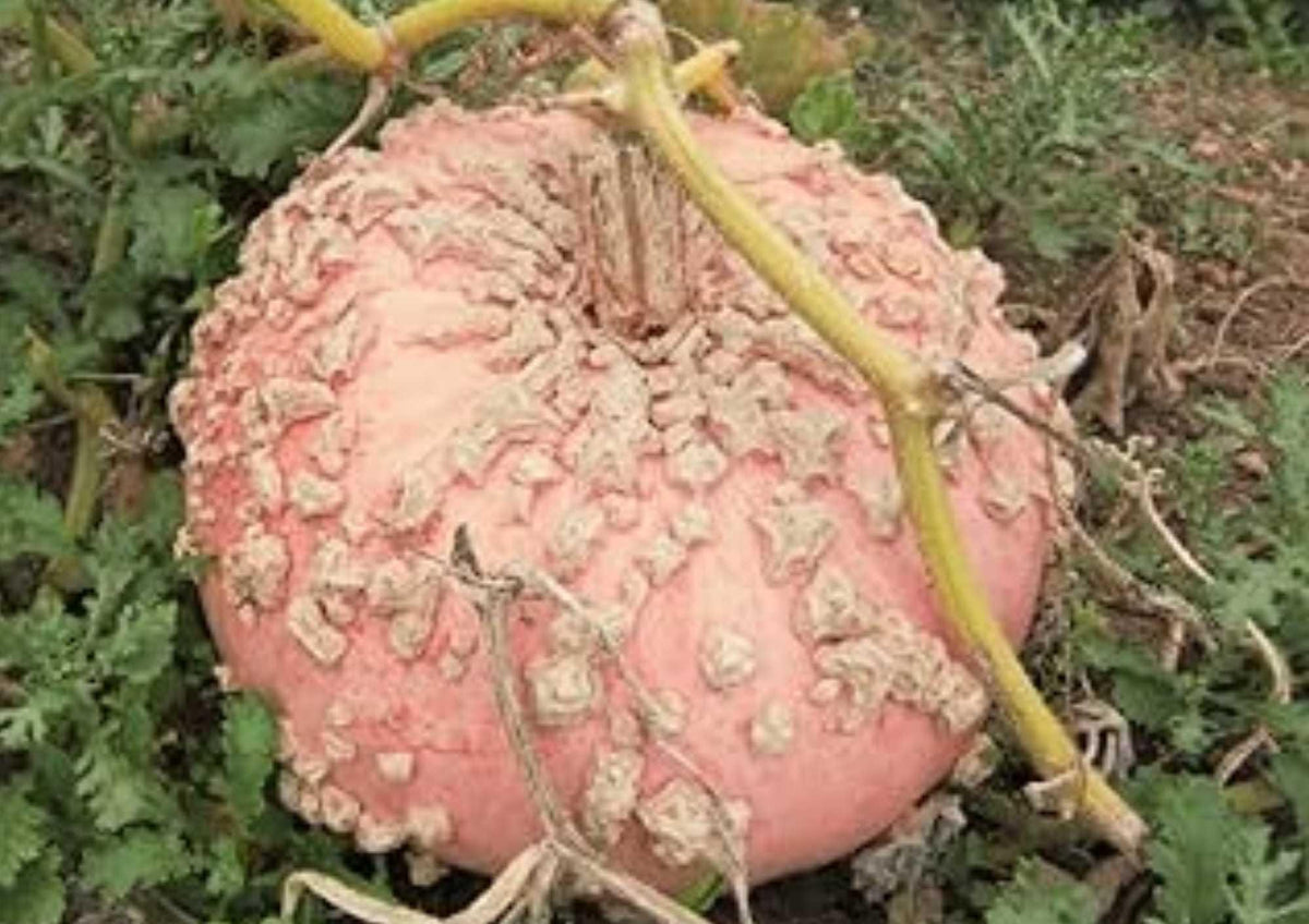 Galeux d’Eysines Pumpkin Seeds, Heirloom French Warty Pink-Orange Winter Squash, Gourmet Cooking & Baking