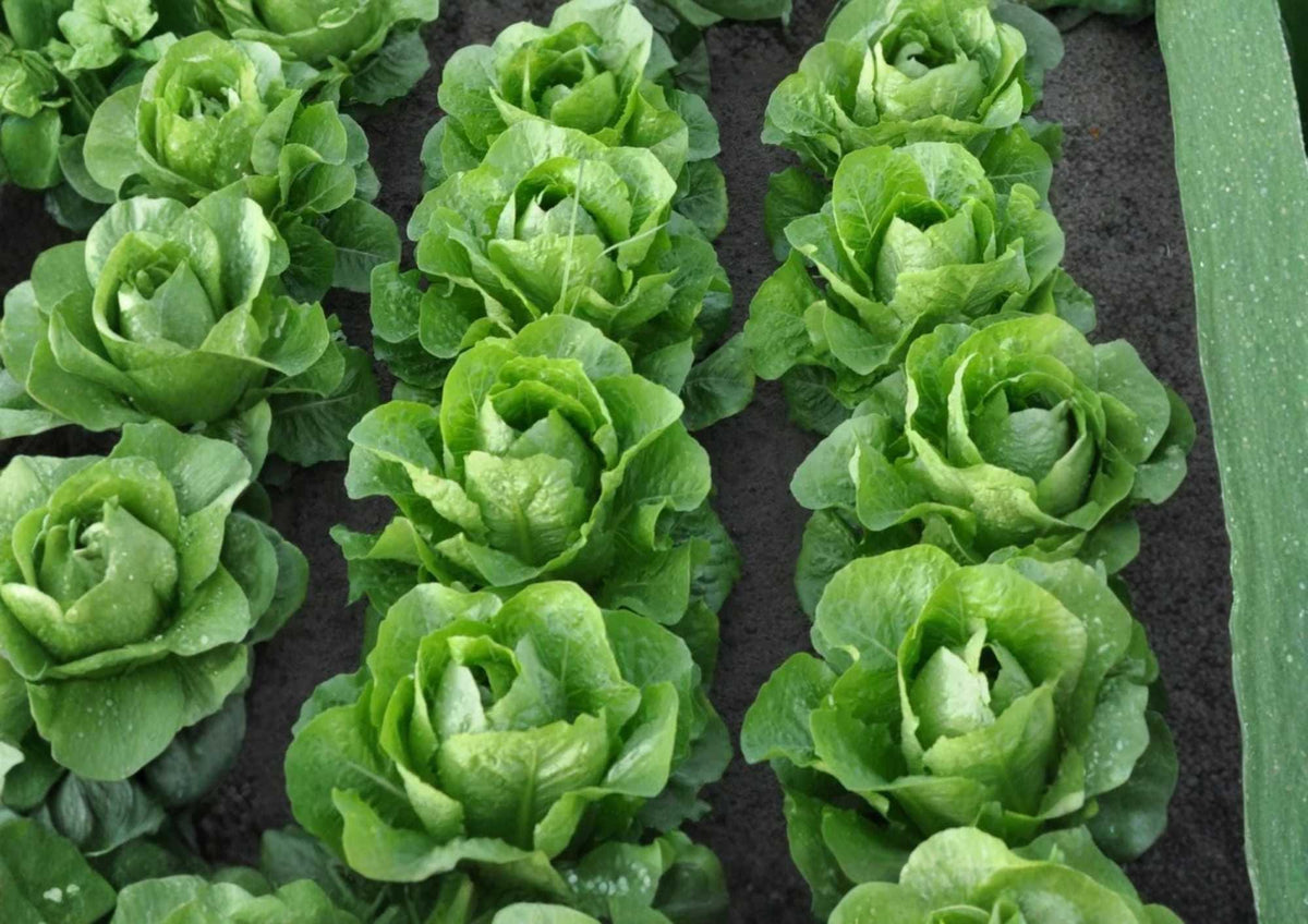 Giant Caesar Romaine Lettuce Seeds, Heirloom, Tall Heads, Salad Greens, High Yield Vegetable Seeds for Garden Planting