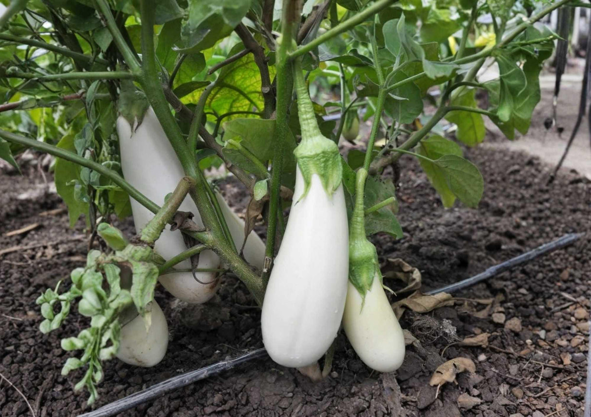 Snowy White Eggplant Seeds - Heirloom, Non-GMO, Small Oval White Fruits, Gourmet Vegetable Seeds for Garden and Container Planting