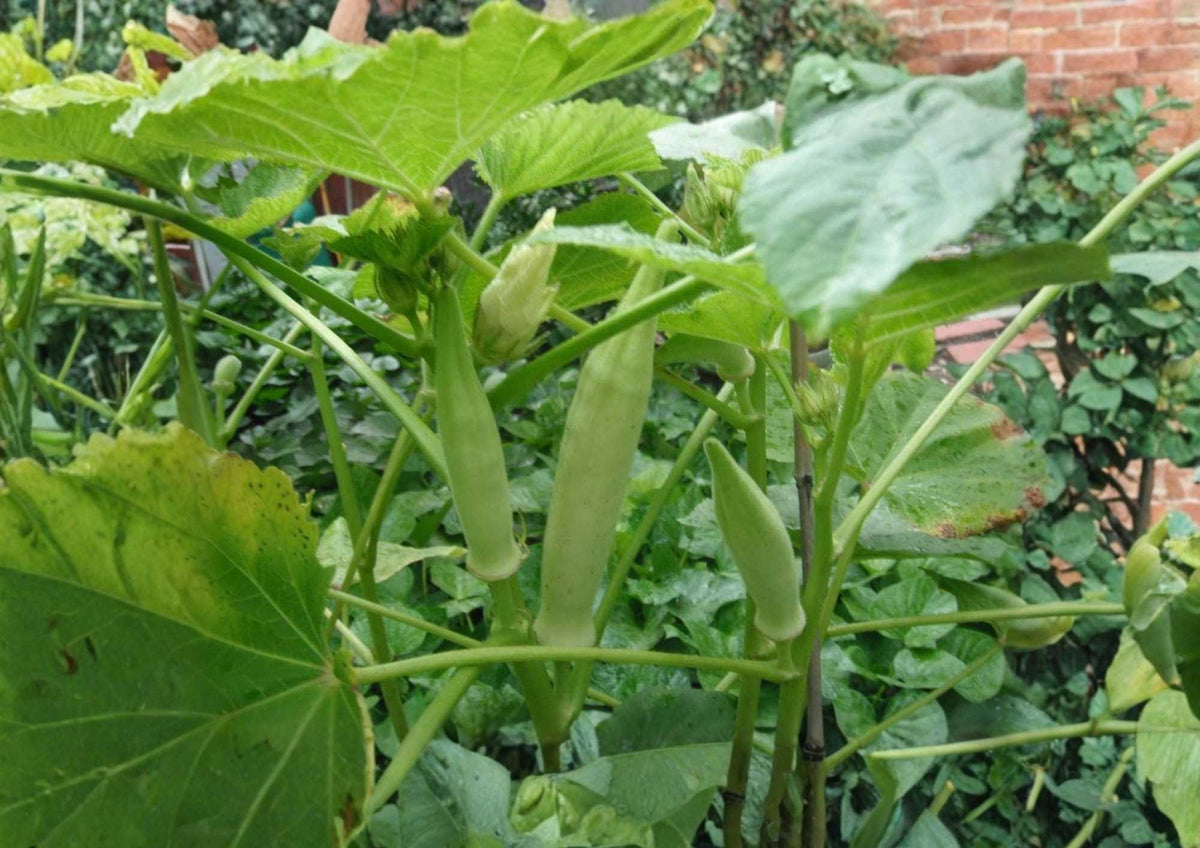 50+ Silver Queen Okra Seeds – Heirloom, High-Yield Green Pods, Non-GMO Vegetable Seeds for Garden Planting, Southern Okra Variety
