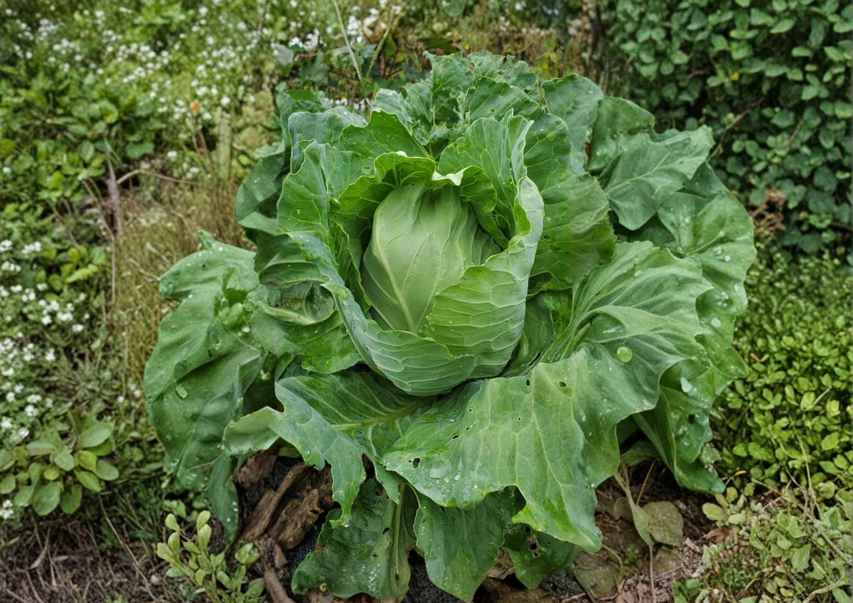 200+ Georgia Southern Collard Seeds – Heirloom Vegetable Seeds for Garden Planting, Large Tender Green Leaves, Brassica oleracea