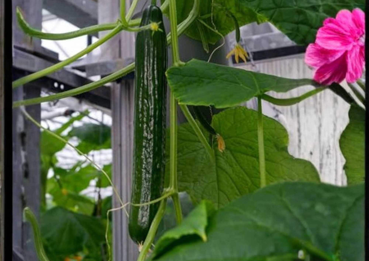 50+ Tasty Green Cucumber Seeds Heirloom Non-GMO Vegetable Seeds for Garden, Early Maturing, High Yield, Salad Cucumbers, Cucumis sativus