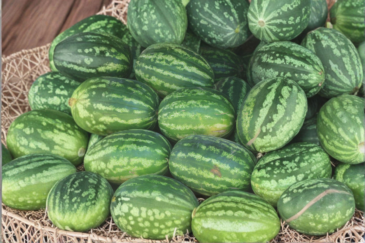 Heirloom Orangeglo Watermelon Seeds – Large Sweet Fruit, Vibrant Orange Flesh, 25+ Non-GMO Seeds for Garden Planting