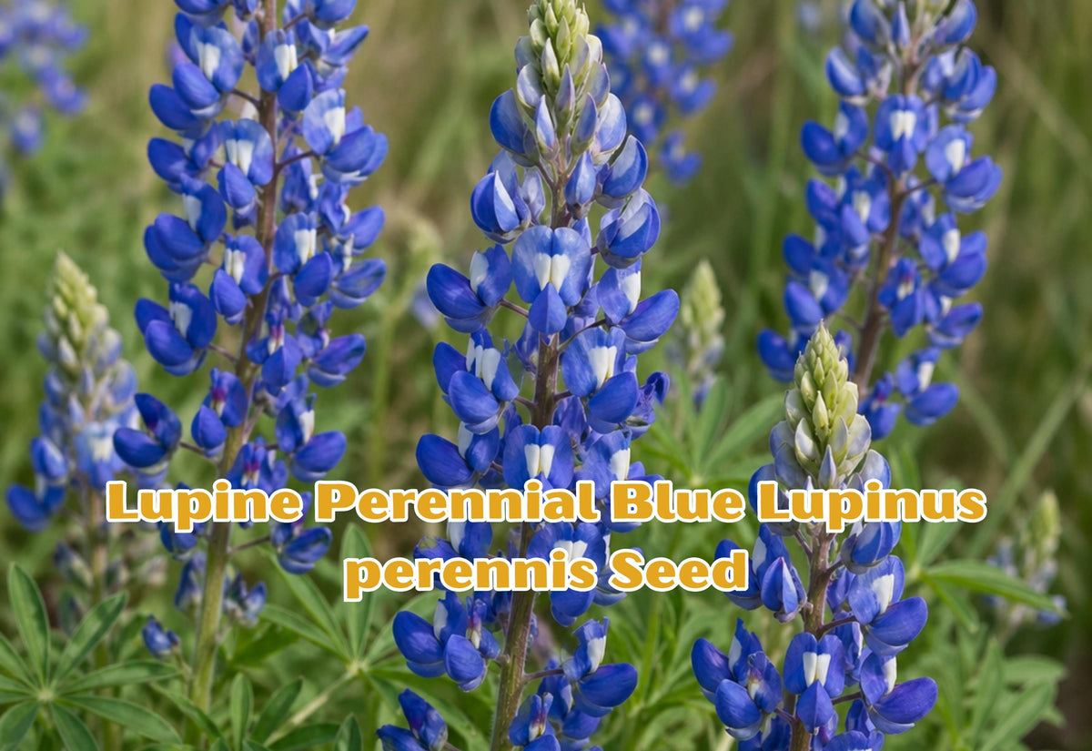 Lupine Perennial Blue Seeds – Lupinus perennis Wildflower for Pollinator Gardens, Cottage Gardens, Wildflower Meadows, 25 Seeds