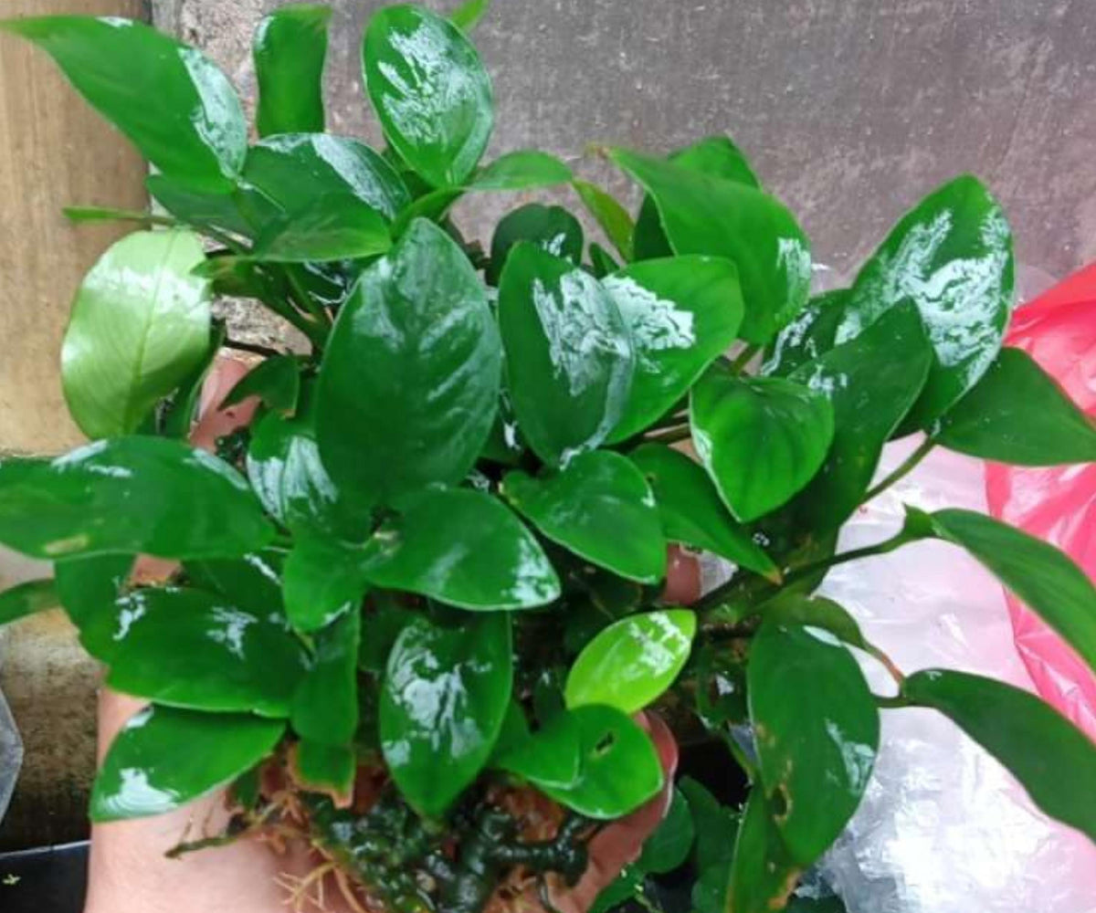 Anubias Nana Live Aquarium Plant Bare Root | Small Low Light Freshwater Hardy Plant for Nano Tanks & Aquascaping