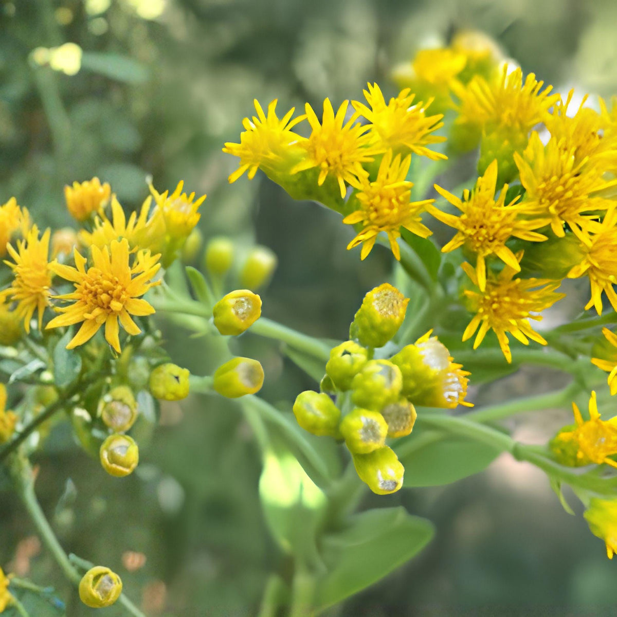 Stiff Goldenrod Seeds 100 Pack – Solidago rigida Perennial Wildflower with Bright Yellow Clusters for Native Gardens