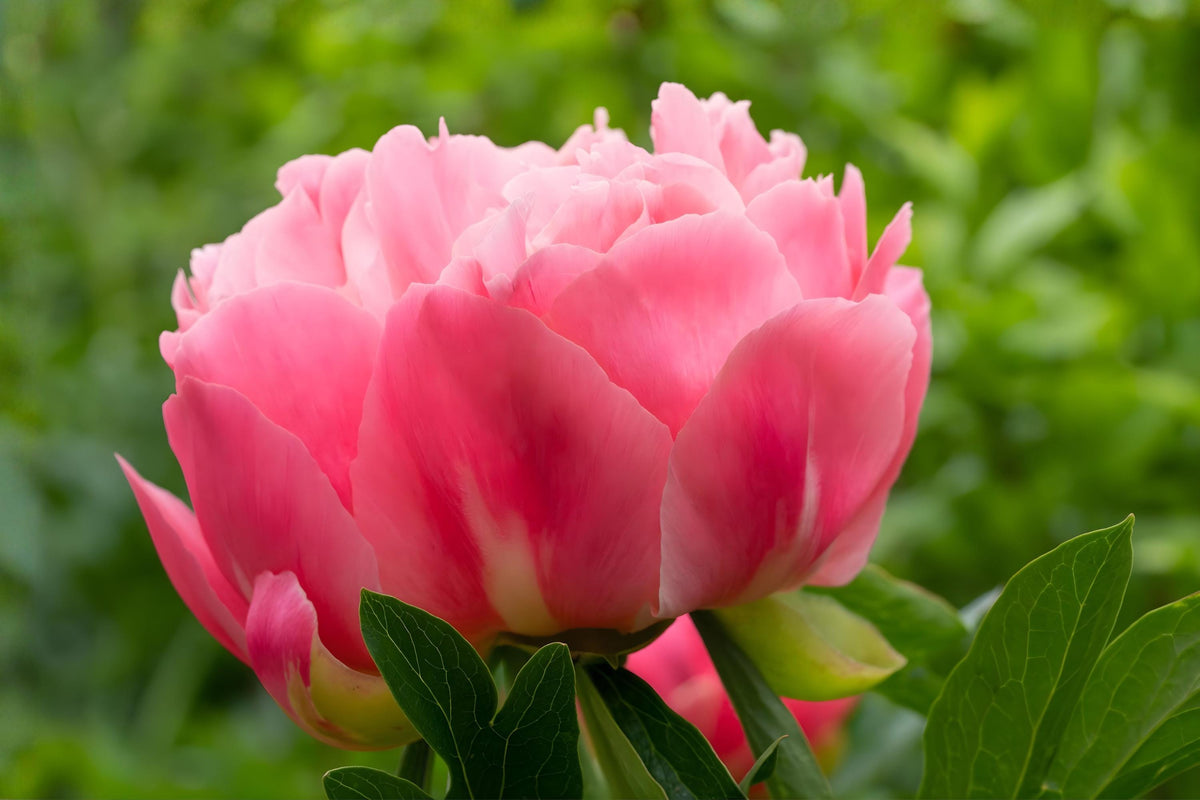 Garden Peony Seeds – Paeonia lactiflora, Pink, White & Red Blooms, Perennial Flower for Borders & Cut Flowers (5 Pack)