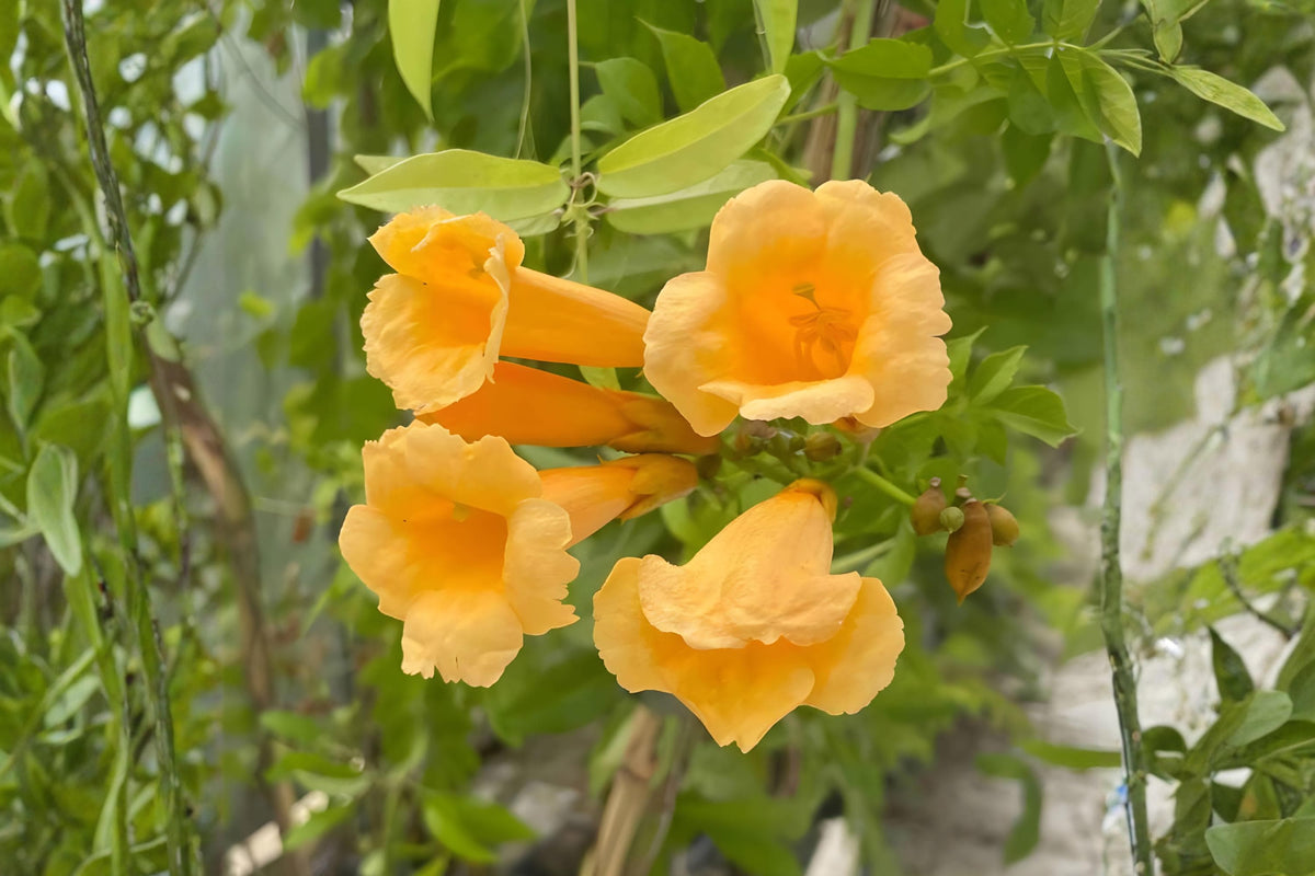 Yellow Trumpet Vine Seeds (Campsis radicans 'Flava') – Fast-Growing Climbing Vine for Fences & Walls, Vibrant Yellow Blooms, Attracts Hummingbirds