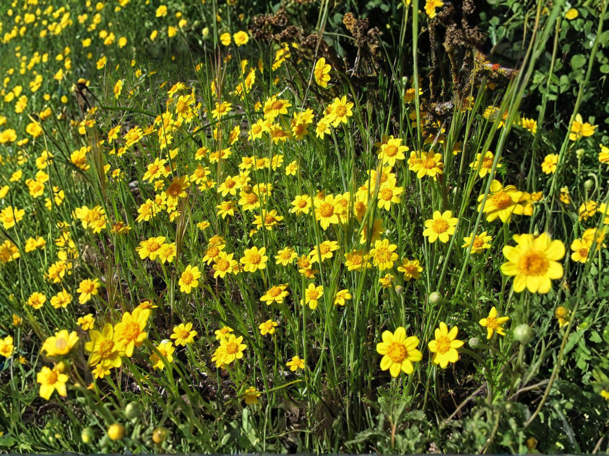 Yellowray Goldfields Flower Seeds | Lasthenia glabrata | Bright Yellow Daisy-Like Blooms | Annual Garden Flower | 100 Seeds