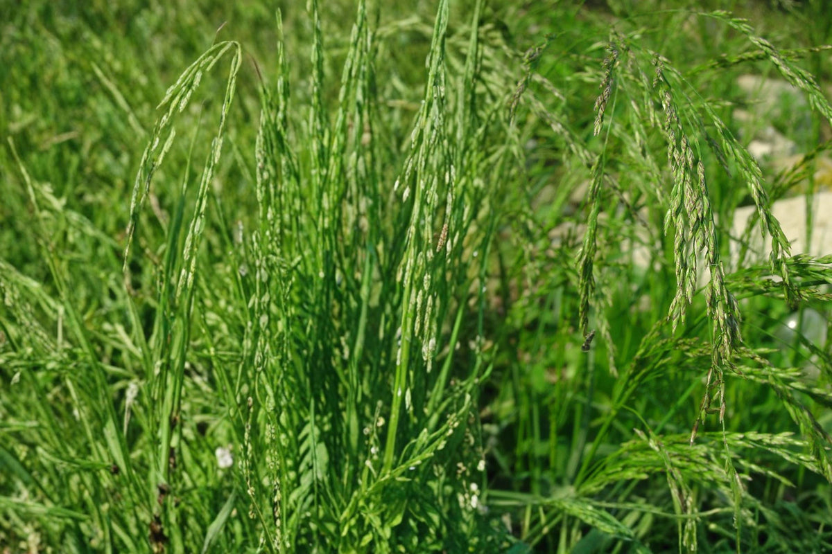 Fowl Bluegrass Seeds – Poa palustris – Wetland, Meadow, Native, Cool-Season Perennial Grass Seed