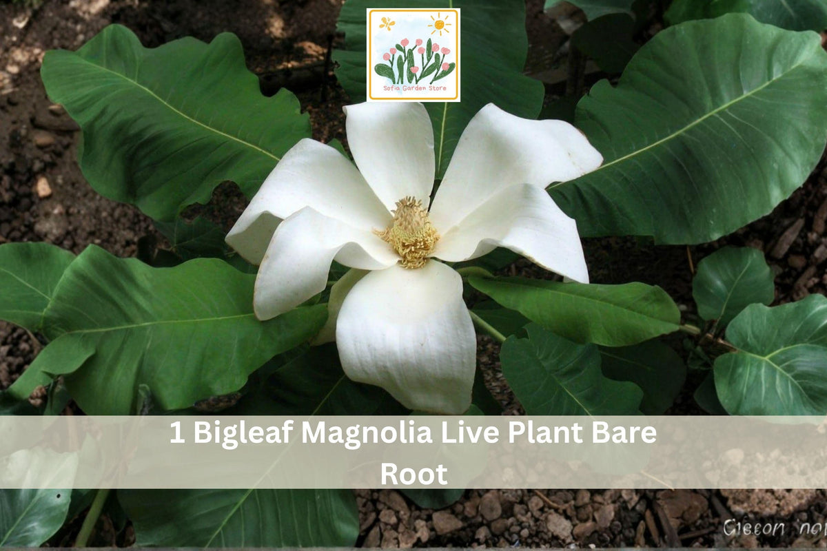 Bigleaf Magnolia Live Plant Bare Root Sapling – Magnolia macrophylla with White Flowers, Large Leaves, Tropical Foliage