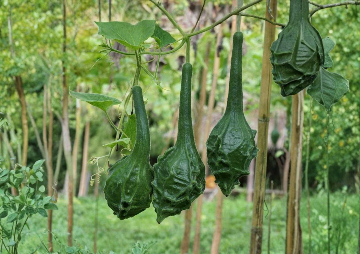 Caveman’s Club Dinosaur Gourd Seeds, Heirloom Maranka Squash, Ornamental Long Club-Shaped Gourds for Garden Planting