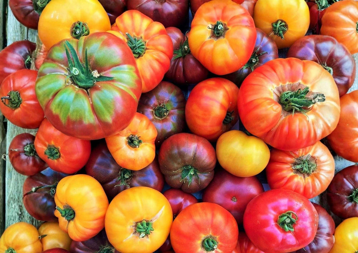 Big Rainbow Tomato Seeds – Heirloom Non-GMO Bicolor Beefsteak, Juicy Yellow and Red Fruits for Garden Planting