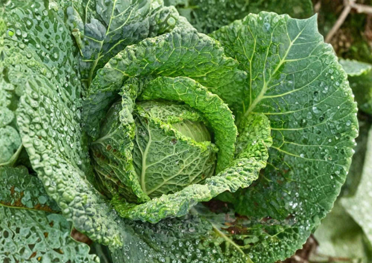 All Seasons Cabbage Seeds – Heirloom Non-GMO Vegetable Seeds for Year-Round Growing, Green Heads, Cold Hardy, High Yield