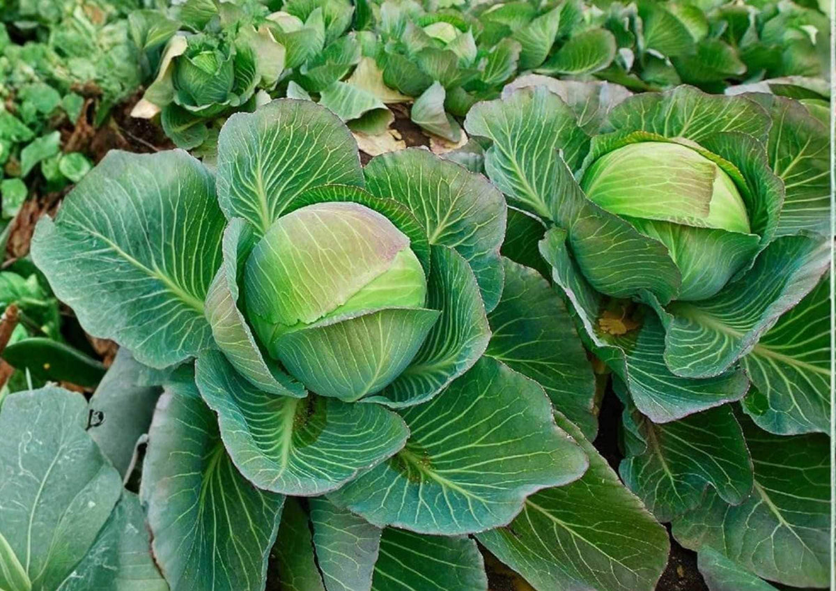 500+ Brunswick Cabbage Seeds Heirloom Non-GMO Vegetable Seeds for Garden Planting, Large Green Heads, Brassica oleracea