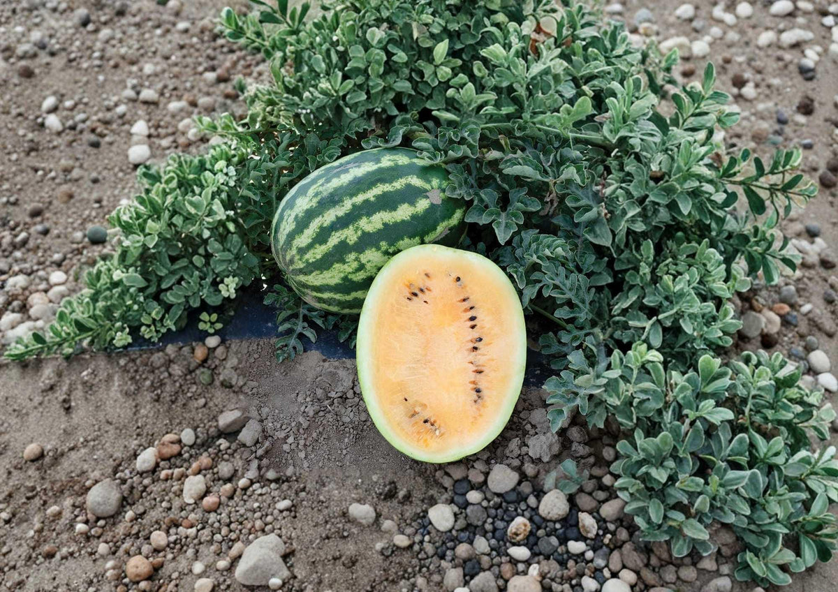 Yellow Gem Watermelon Seeds - Heirloom Non-GMO Rare Fruit Seeds for Garden Planting, Small Melon with Bright Yellow Flesh
