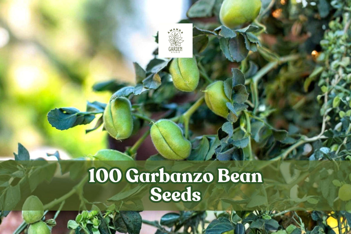 100 Garbanzo Bean Seeds Chickpea Cicer arietinum Edible Garden Planting for Outdoor Vegetable Gardens
