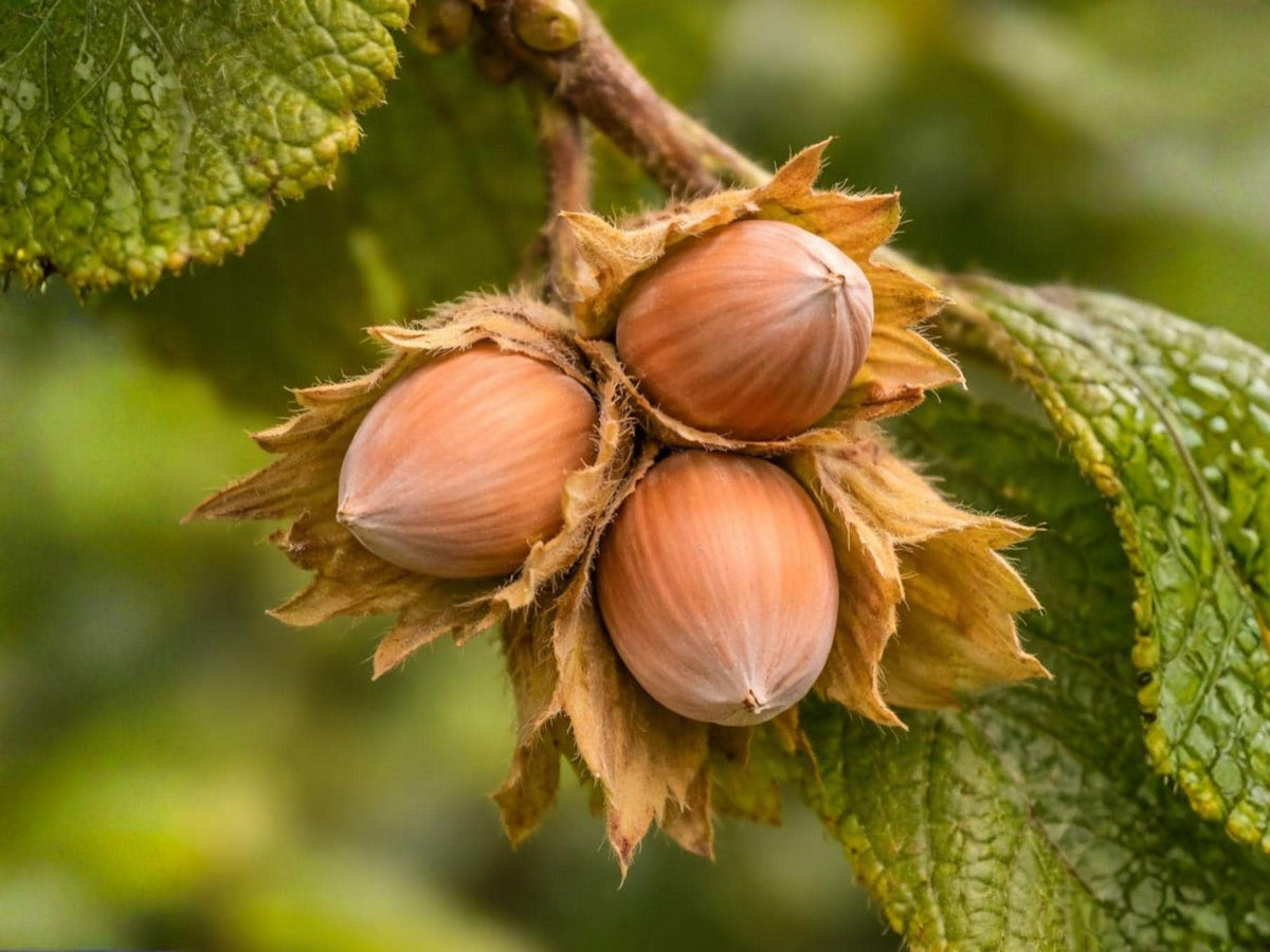 American Hazelnut Bare Root Plant – Edible Nut Shrub, Corylus americana, 12-24 Inches, Wildlife Garden, Hedgerow, Native Perennial