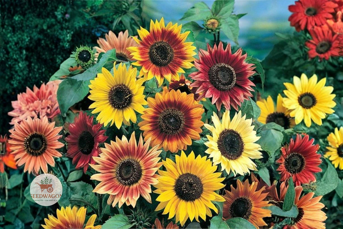 Autumn Beauty Sunflower Seeds – Helianthus annuus Multi-Color Tall Flower for Garden, Cut Flowers, Fall Blooms