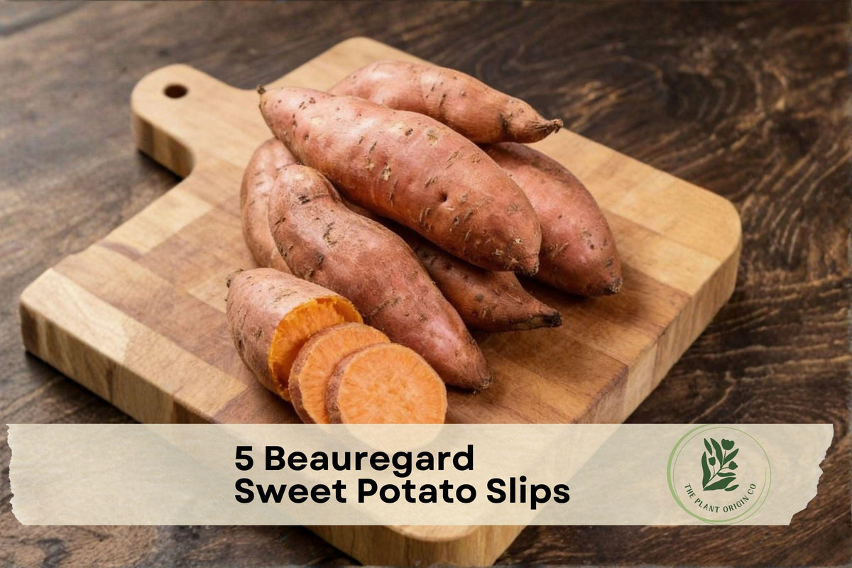 Beauregard Sweet Potato Slips – Live Starter Plants for Garden, Vining Crop, Ipomoea batatas