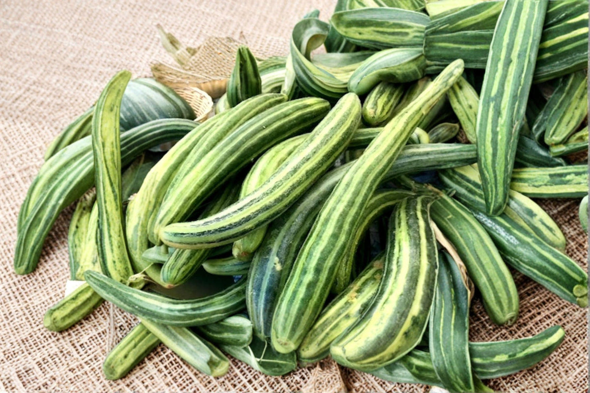 Painted Serpent Cucumber Seeds - Heirloom, Non-GMO, Exotic Striped Variety, Cucumis sativus