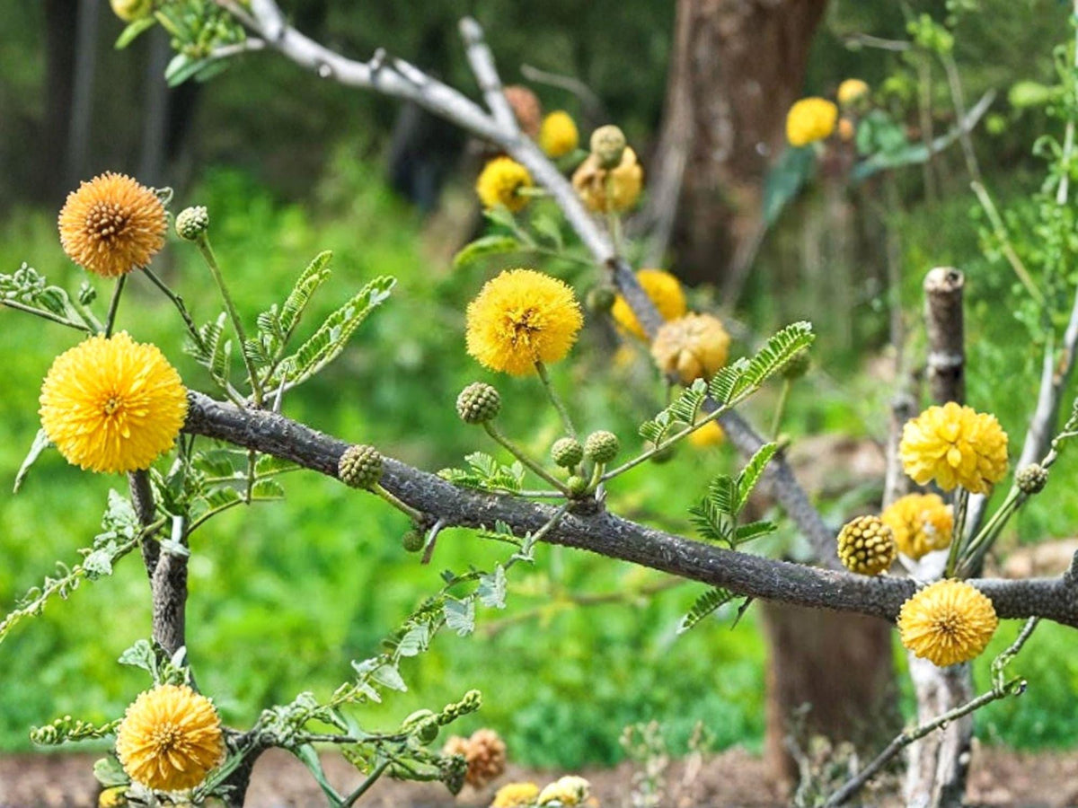 Acacia Nilotica Seeds – Babul Tree, Thorny Green Foliage, Yellow Flowers, Vachellia nilotica for Outdoor Planting