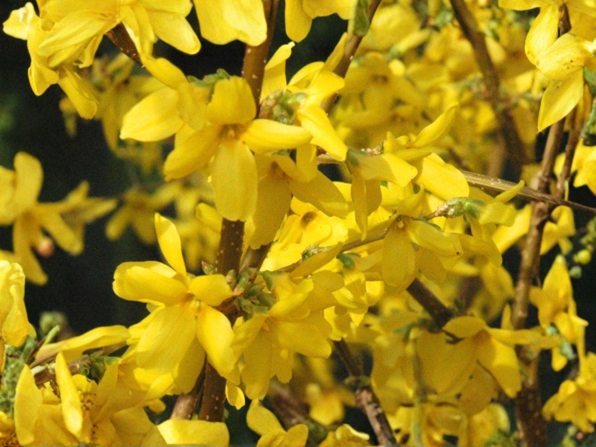 Weeping Forsythia Seeds | Golden Bell Shrub | Forsythia suspensa | Bright Yellow Flowers | Garden & Landscape Planting