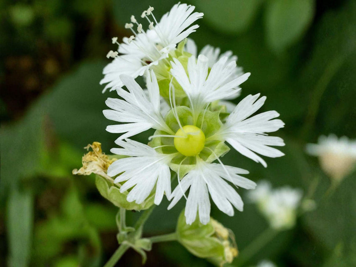 Silene stellata Seeds – Starry Campion Heirloom Non-GMO Native Wildflower for Shade Gardens, Woodland Landscaping