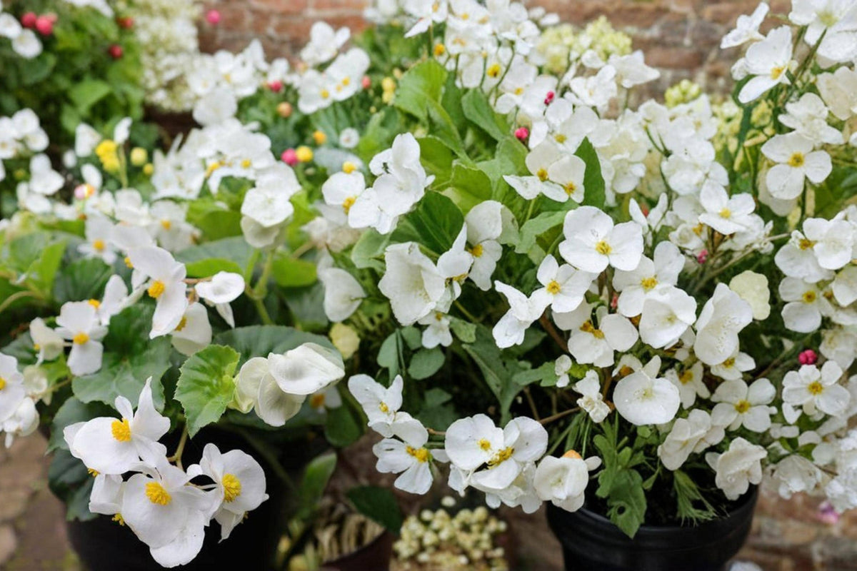 White Begonia Seeds – Begonia semperflorens, Cocktail Series, White Flowers, Compact Annual Flower Seed