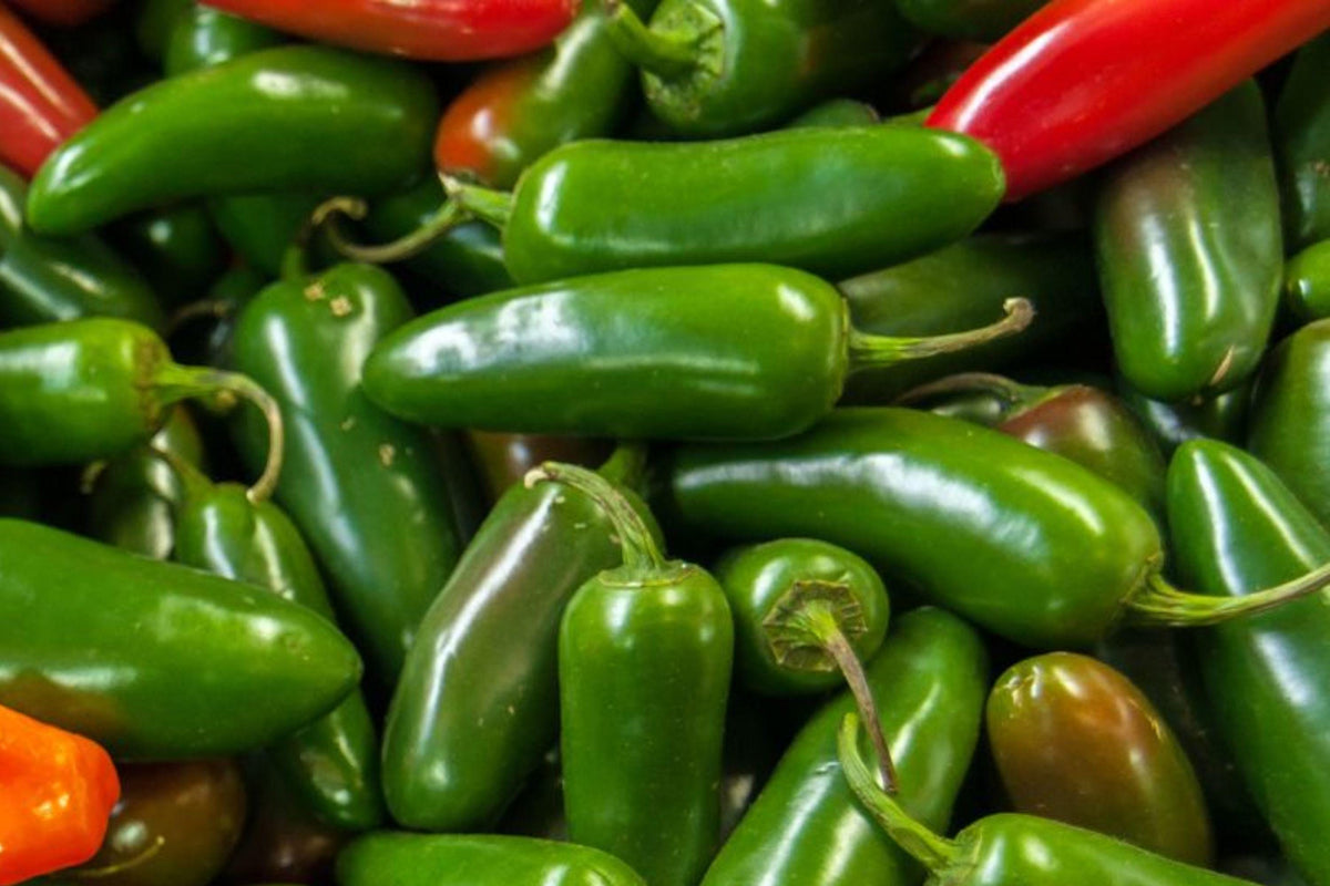 Heirloom Jalapeño Pepper Seeds, Mild Heat, High Yield, Non-GMO, Garden Chili, Capsicum annuum