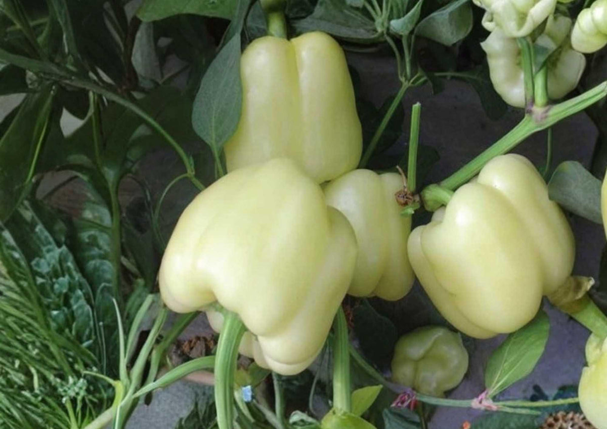 30+ White Bell Pepper Seeds – Heirloom Organic Non-GMO Vegetable Seeds for Garden Planting, Cream White Sweet Bell Peppers