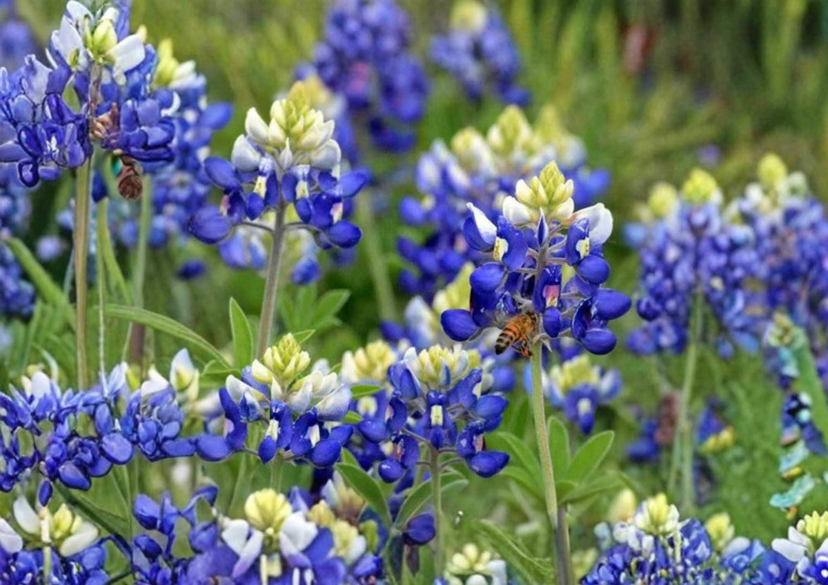 Texas Bluebonnet Seeds – Wildflower Seeds for Garden Planting, Vibrant Blue Blooms, Fragrant, Pollinator-Friendly, Texas Scientific Name Lupinus texensis