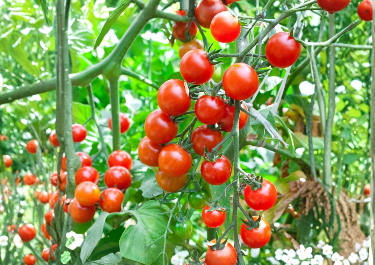 Organic Heirloom Large Cherry Tomato Seeds – Non-GMO, Juicy Red, High Yield, Garden Planting, Heirloom, Sweet, Container, Salad